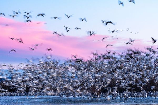 Jaynes Gallery 아티스트의 USA-New Mexico-Bernardo Wildlife Management Area-Snow geese take flight over sandhill cranes at sun작품입니다.